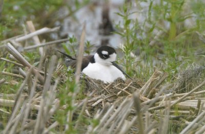 Black-necked Stilt On Nest  0611-3j   Toppenish NWR