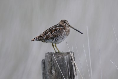 Common Snipe  0611-1j   Lateral C