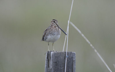 Common Snipe  0611-3j   Lateral C