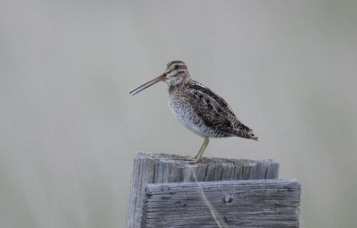 Common Snipe  0611-4j   Lateral C