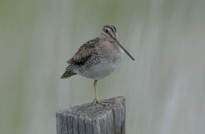 Common Snipe  0611-8j   Lateral C