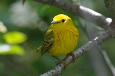 Yellow Warbler 0611-1j  Wenas Creek
