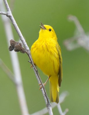 Yellow Warbler 0611-10j  Wenas Creek