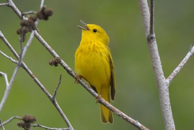 Yellow Warbler 0611-5j  Wenas Creek