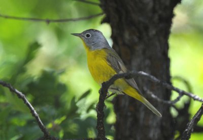 Nashville Warbler  0611-4j  Oak Creek