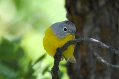 Nashville Warbler  0611-5j  Oak Creek