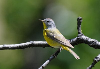 Nashville Warbler  0611-1j  Oak Creek