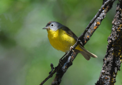 Nashville Warbler  0611-12j  Oak Creek