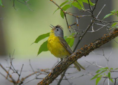 Nashville Warbler  0611-14j  Oak Creek