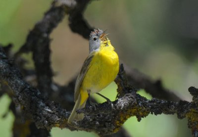 Nashville Warbler  0611-18j  Oak Creek