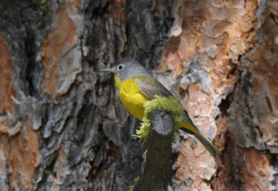 Nashville Warbler  0611-20j  Oak Creek