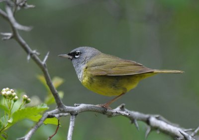 MacGillivray's Warbler 0611-6j  Dry Creek