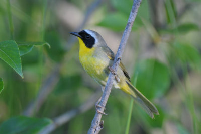 Common Yellowthroat  0711-4j  Glenwood, WA