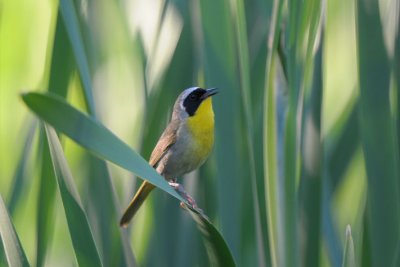 Common Yellowthroat  0711-9j  Glenwood, WA