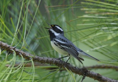 Black-throated Gray Warbler  0711-6j  Glenwood, WA