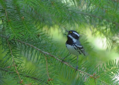 Black-throated Gray Warbler  0711-11j  Glenwood, WA