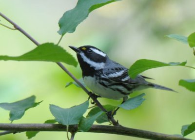 Black-throated Gray Warbler  0711-13j  Glenwood, WA