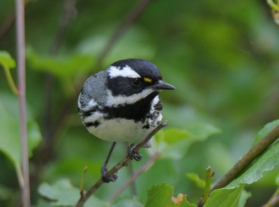 Black-throated Gray Warbler  0711-14j  Glenwood, WA