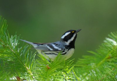 Black-throated Gray Warbler  0711-1j  Glenwood, WA