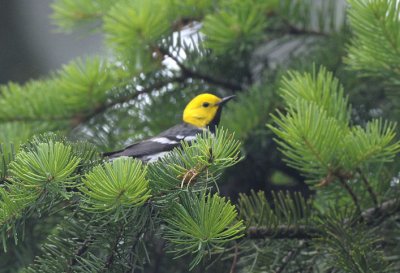 Hermit Warbler  0711-1j  Capitol Forest