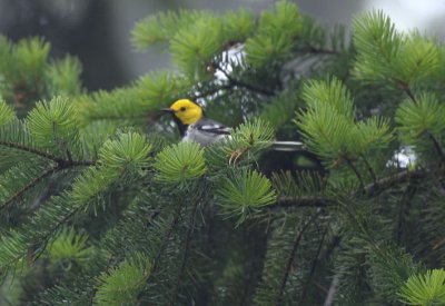 Hermit Warbler  0711-2j  Capitol Forest
