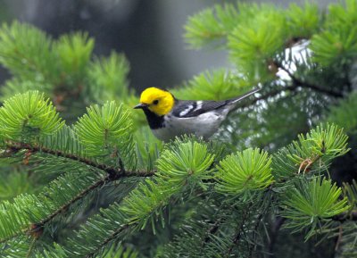 Hermit Warbler  0711-3j  Capitol Forest