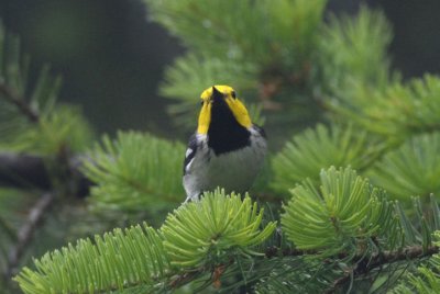 Hermit Warbler  0711-5j  Capitol Forest