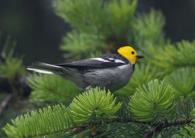 Hermit Warbler  0711-6j  Capitol Forest