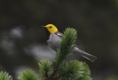 Hermit Warbler  0711-7j  Capitol Forest