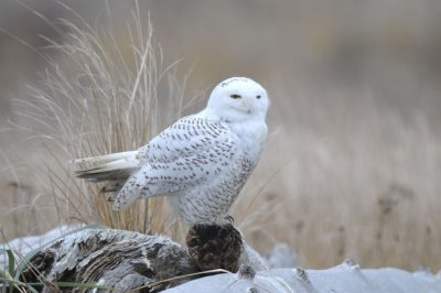 Snowy Owl  1211-2j  Damon Point