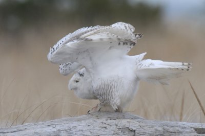 Snowy Owl  1211-11j  Damon Point