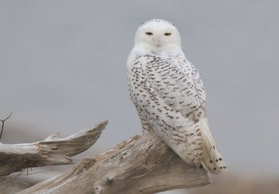 Snowy Owl  1211-12j  Damon Point