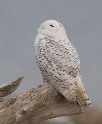 Snowy Owl  1211-14j  Damon Point