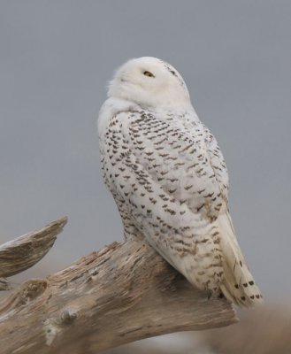 Snowy Owl 1211-14j Damon Point