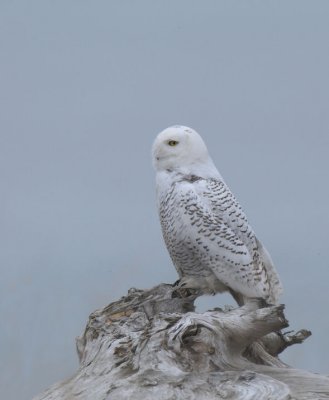 Snowy Owl  1211-9j  Damon Point