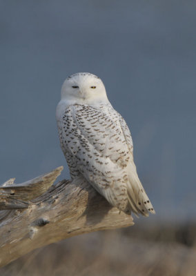 Snowy Owl  1211-15j  Damon Point