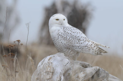 Snowy Owl  1211-5j  Damon Point