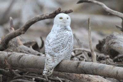 Snowy Owl  1211-7j  Damon Point