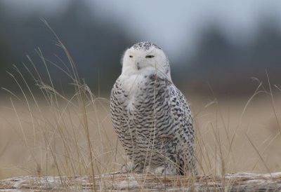 Snowy Owl  1211-18j  Damon Point