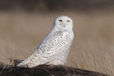 Snowy Owl  0212-12j  Damon Point
