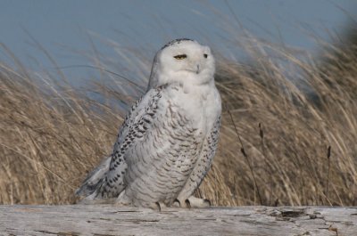 Snowy Owl  0212-2j  Damon Point