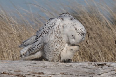 Snowy Owl  0212-3j  Damon Point