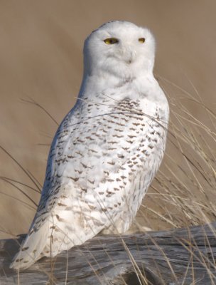 Snowy Owl  0212-5j  Damon Point