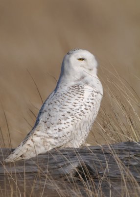 Snowy Owl  0212-9j  Damon Point