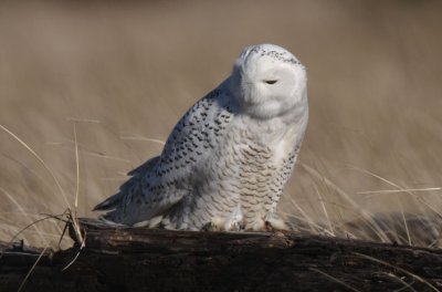 Snowy Owl  0212-10j  Damon Point