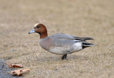 Eurasian Wigeon  0212-5j  Randall Park