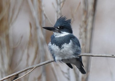 Kingfisher Male  0212-4j  Canyon Road
