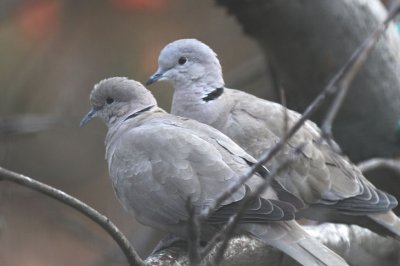 Eurasian Collared Dove  0212-1j  Yard