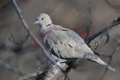 Eurasian Collared Dove  0212-2j  Yard