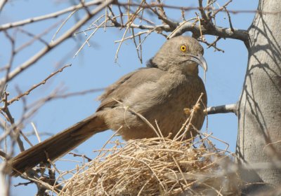 Curve-billed Thrasher on Nest  0312-1j  Gilbert, AZ